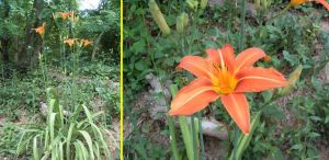 Hemerocallis fulva.JPG